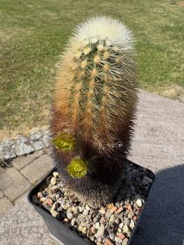 Echinocereus russanthus weedinii